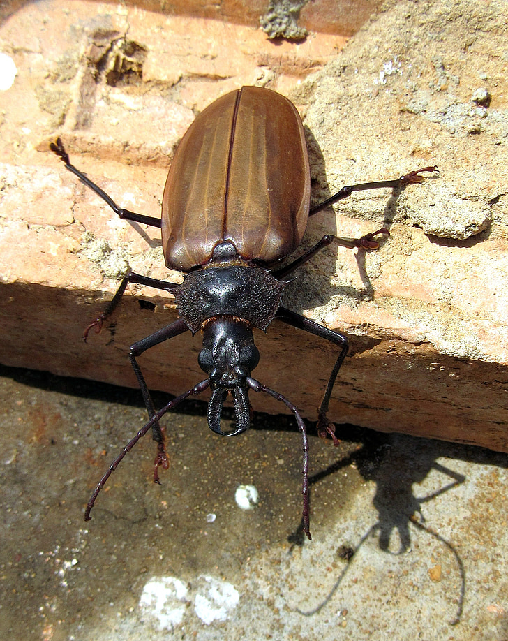 Beetle, ruskea, kynnet, lainauksia, antennit, niveljalkaisten, ympäristö