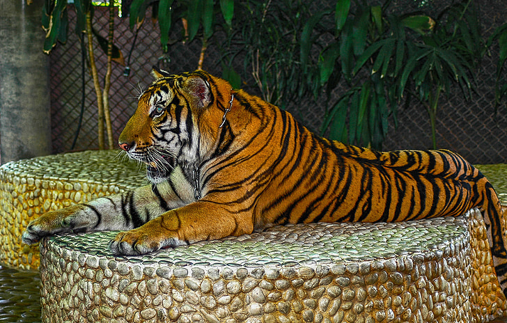 tigris, macska, portré