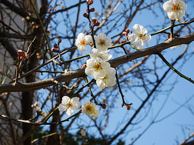 plum, blue sky, flowers, white, blue, tree, branch