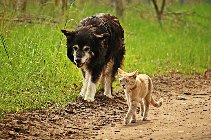 dog, cat, friendship, walk, tiger cat, border collie, herding dog