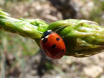 Ladybug, asparges, detaljer, Coccinella septempunctata, insekt, en dyr, Nærbilde