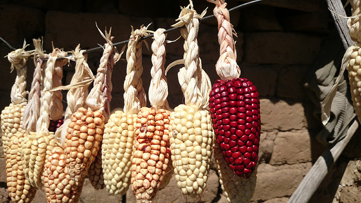 maïs, droog, landbouw, het Titicacameer