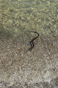 snake, swimming, water snake, beach snake, reptile, swimming reptile, slither