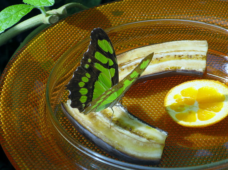 papillon, insecte, Maison des papillons, île de Mainau
