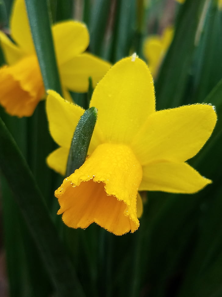 jaro, žlutá, květiny
