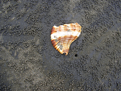 diskbänk, Shell, svart sand, vulkanisk sand, mussla, stranden, svart