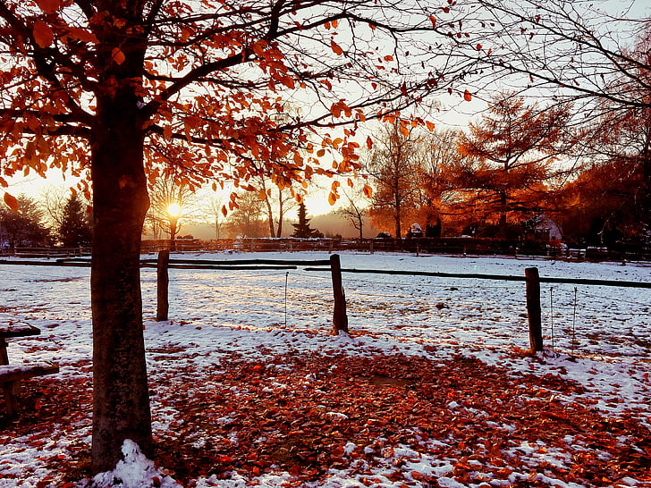 sunset, snow, autumn, winter, wintry, cold, abendstimmung