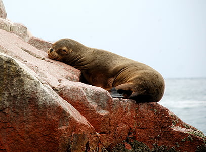 Paracas, Perú, Islas Ballestas, mar, Reserva Nacional de, Región Ica, naturaleza