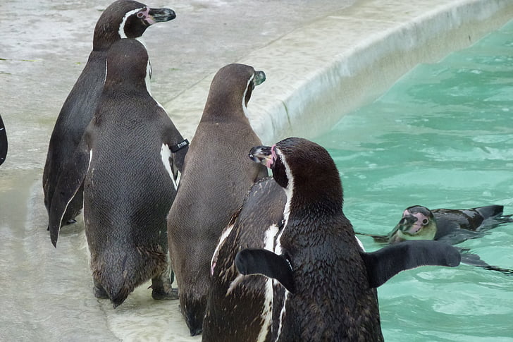 pingüins, Cotswold, animal, negre, ocell, líder, vida silvestre