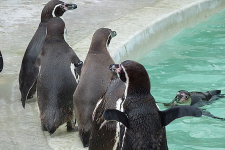 Pinguïns, Cotswold, dier, zwart, vogel, leider, dieren in het wild