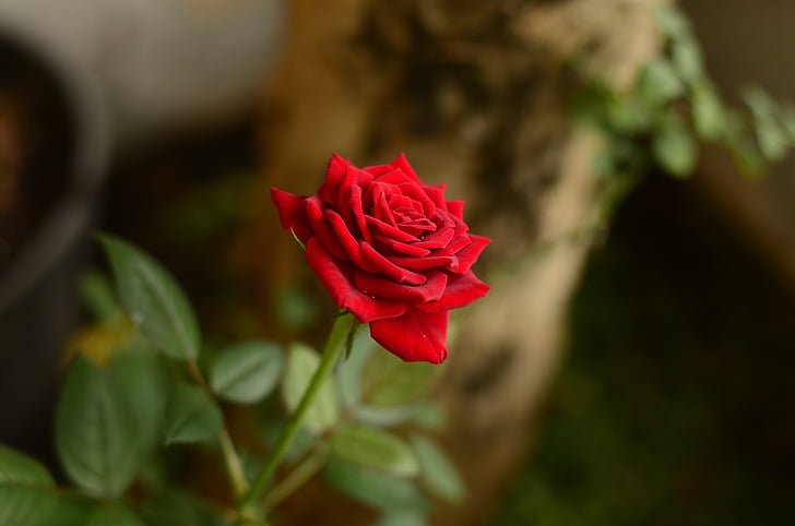 rosa roja, flores, desenfoque de, naturaleza, jardín, rojo, flor color de rosa-