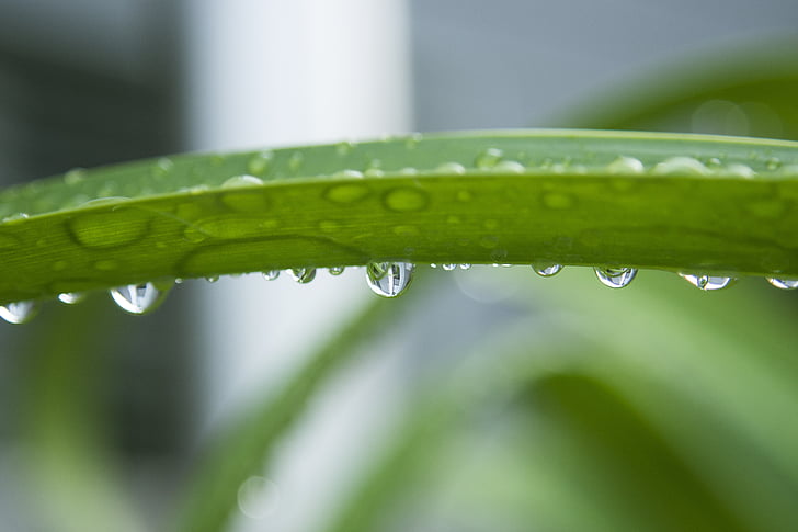 drop, regndråbe, grøn plante, dråbe vand, beaded, Luk, natur