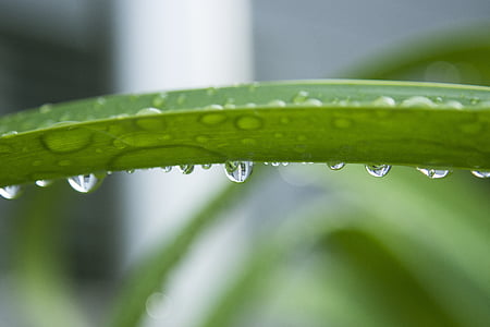 goutte à goutte, goutte de pluie, plante verte, goutte d’eau, perlé, fermer, nature