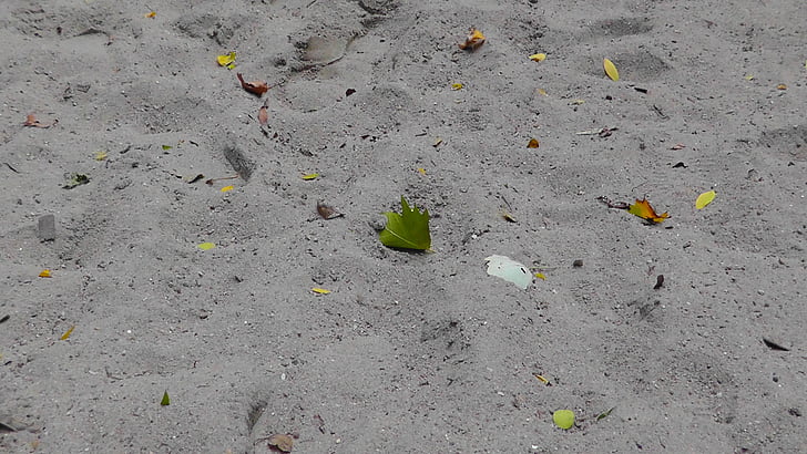 sand, beach, sand beach, nature, leaf