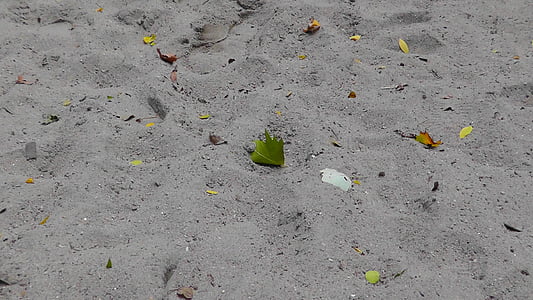 piesok, Beach, piesočnaté pláže, Príroda, Leaf