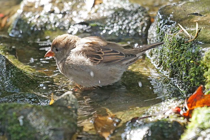 Sperling, Sparrow, nature