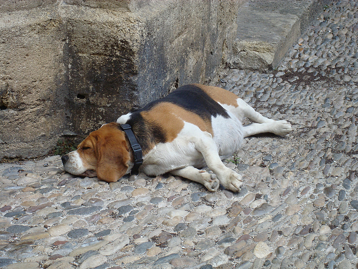 hond, slaap, lui, moe, ontspannen, uitgeput, Amitava saha