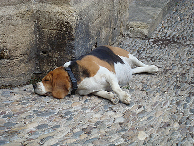 Hund, Schlaf, faul, müde, Entspannen Sie sich, erschöpft, Amitava saha