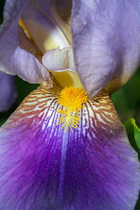 iris, stamp, pistil, purple, violet, yellow, structure