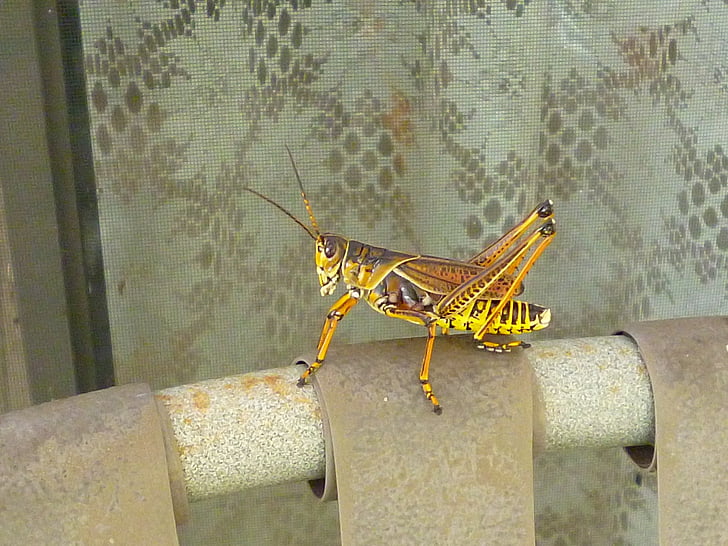 grasshopper, brown, yellow, insect, color, outside, close-up