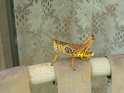 kobylka, hnědá, žlutá, hmyz, Barva, mimo, detail
