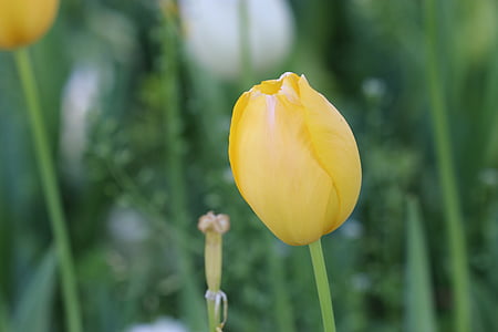 tulipas, Tulipa amarela, planta, natureza, flor, Primavera, cores vivas