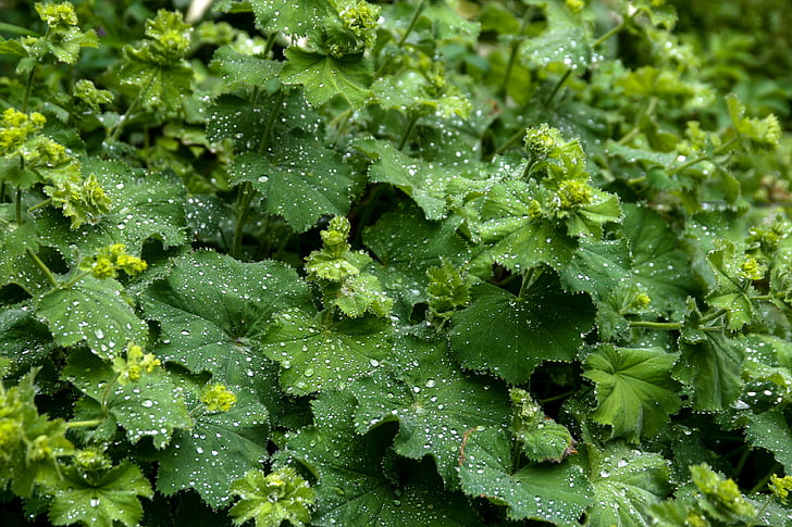 Frauenmantel, Alchemilla, pianta, verde, pioggia, giardino, natura