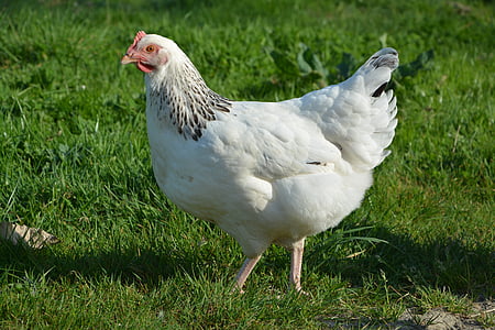 ไก่, สัตว์, สีขาว, ไก่ไข่, สัตว์เลี้ยง, นก, หญ้า