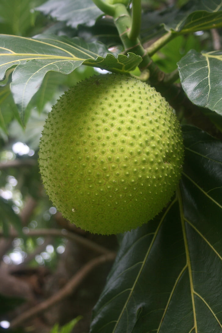 Tropical, breadfruit, eksootiline