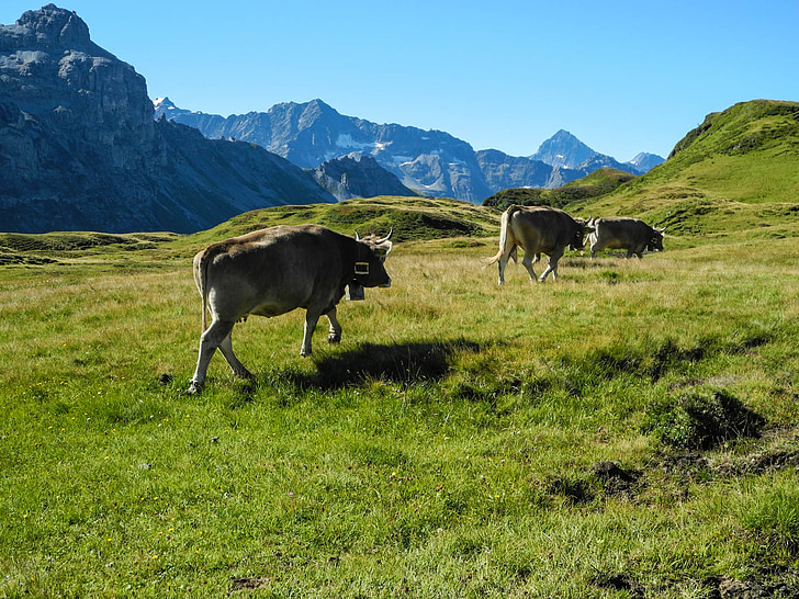 melchseefrutt, montañas, Cumbre de la montaña, naturaleza, Suiza, Alpine, vacas