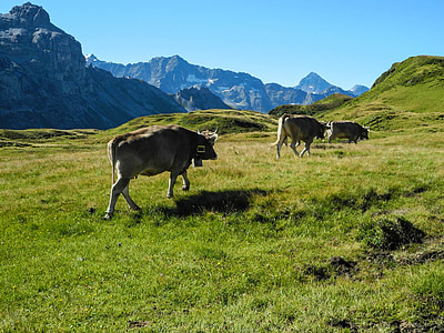 melchseefrutt, mountains, mountain summit, nature, switzerland, alpine, cows