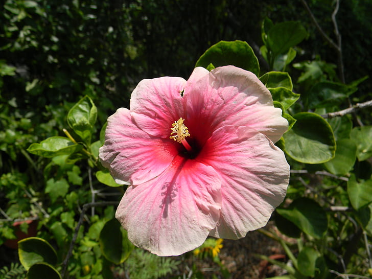 Hibiscus rosa-sinensis, květ, růžová