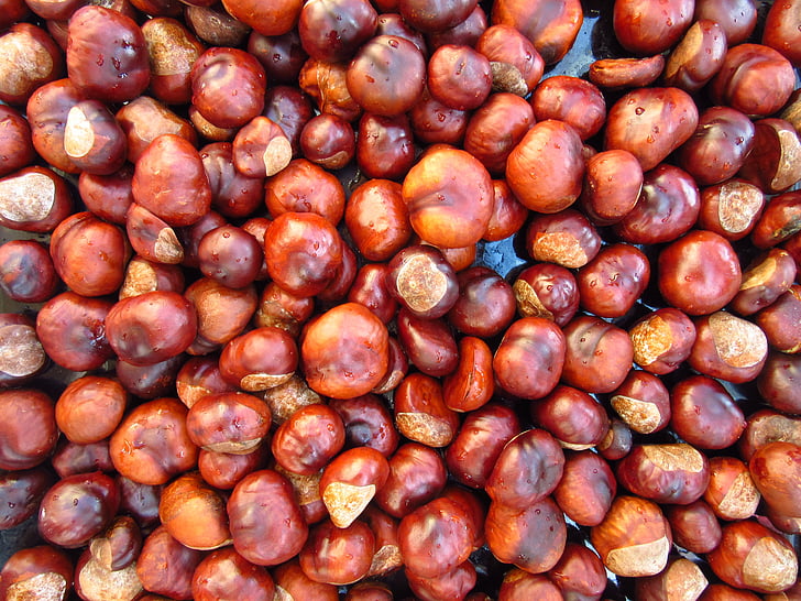 chestnut, banyak, coklat, musim gugur, mengkilap, aesculus hippocastanum