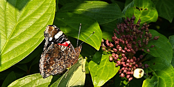 farfalla, Viburnum, Bush, fogliame, bacca, macro, insetti volanti
