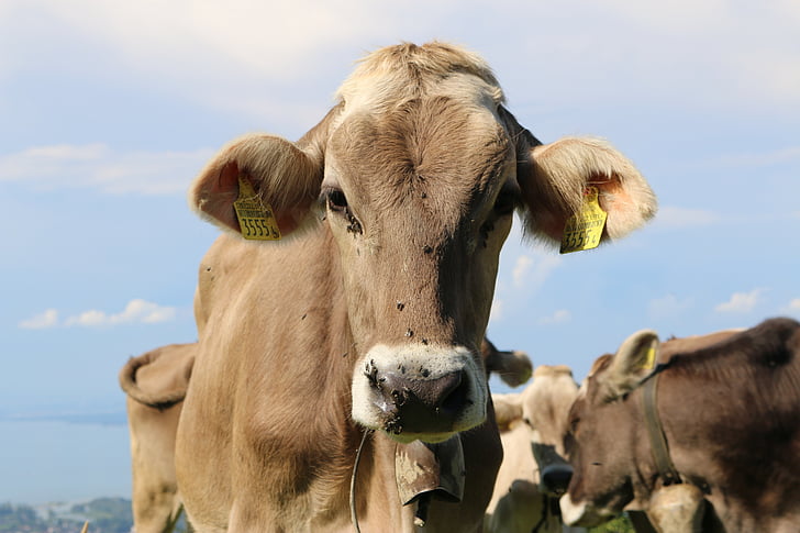 animals, cows, agriculture