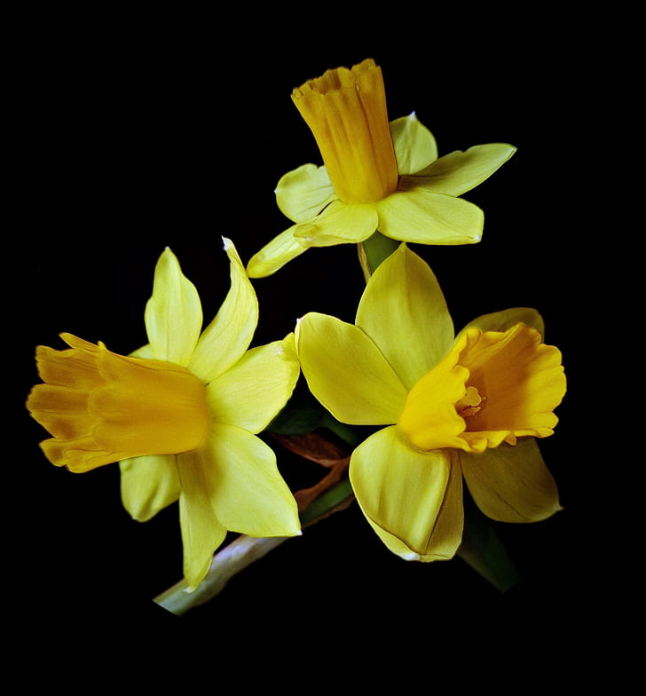 osterglocken, Hoa thủy tiên vàng, hoa mùa xuân, màu cánh hoa màu vàng bên ngoài, bên trong tối hoa chuông, nền tối, đóng