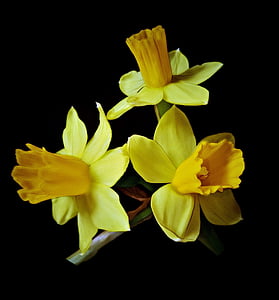 osterglocken, Daffodils, bunga musim semi, kelopak luar kuning pucat, di dalam gelap bunga lonceng, latar belakang gelap, Tutup