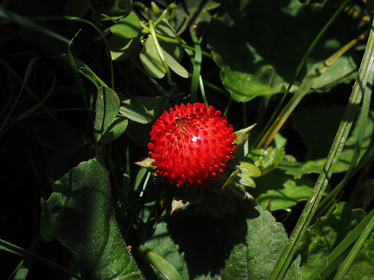 genomskinlig jordgubb, jordgubbe, Berry, röd, indiska genomskinlig jordgubb, Potentilla indica, prydnadsväxter