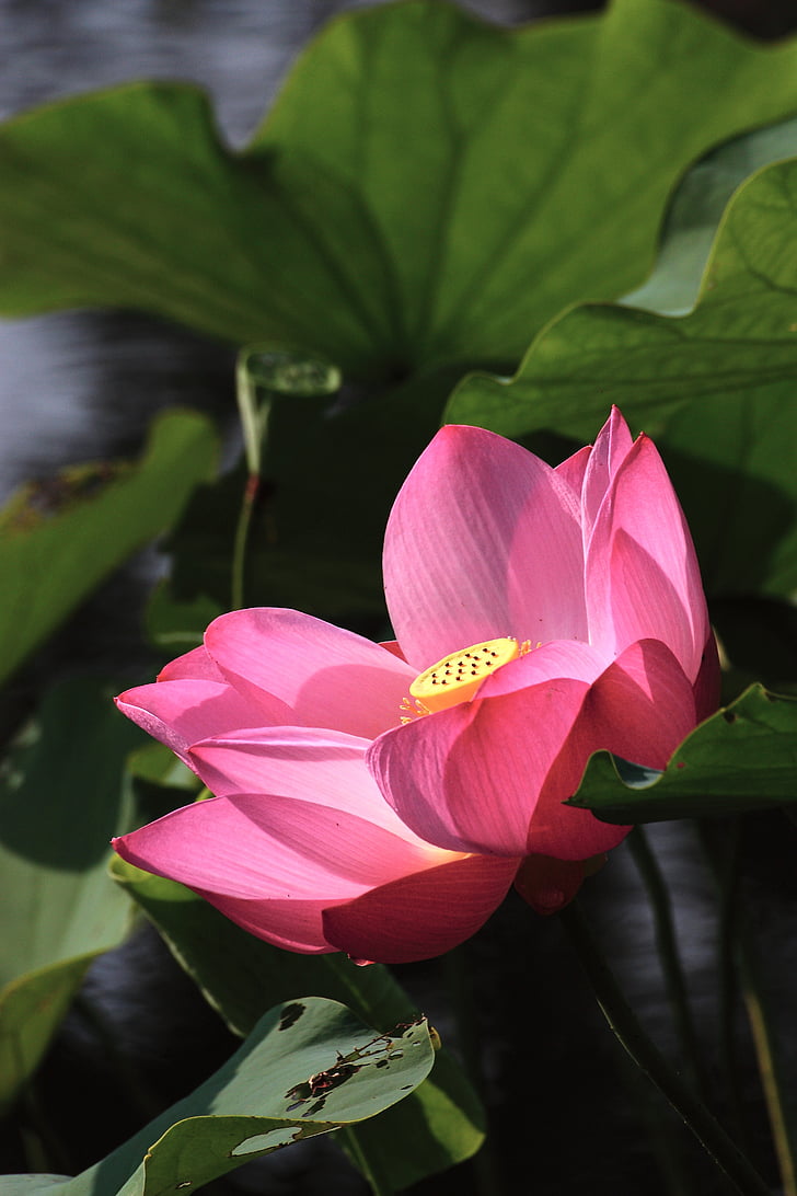 Lotus, Buddhismus, zrušte zaškrtnutí políčka síť, červená, závod, listoví, květiny a rostliny