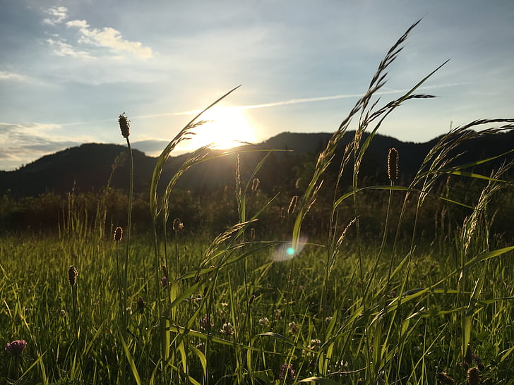 græs, Sky, natur, skyer, landskab