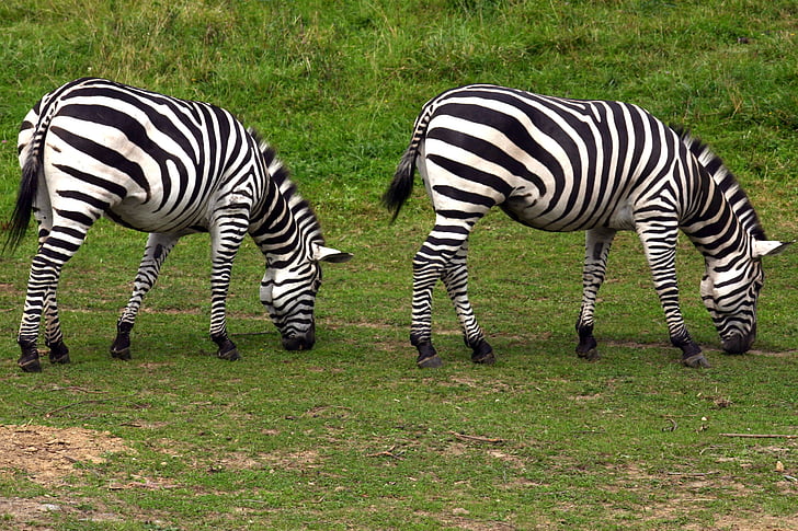 Zebra, paître, Zoo