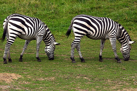 Zebra, wypas, ogród zoologiczny