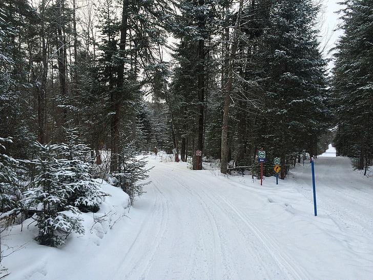 bosc, neu, paisatge d'hivern, Canadà, desembre
