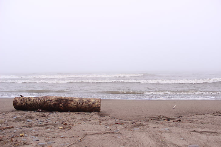 wooden log, beach, shore, shoreline, sand, coast, sea