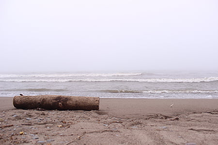 dřevěný log, pláž, pobřeží, pobřeží, písek, pobřeží, Já?