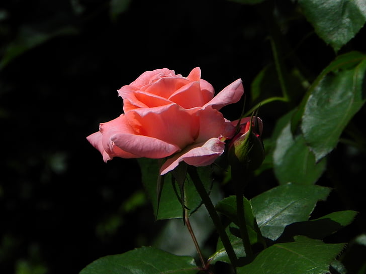 Троянда, рожевий, червоний, завод, квітка, аромат, романтичний