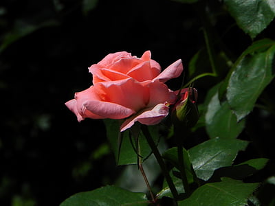 levantou-se, -de-rosa, vermelho, planta, flor, fragrância, romântico
