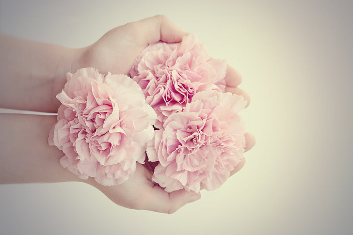virágok, szegfűszeg, rózsaszín, rózsaszín virágok, a fenti, vágott virágok, kéz