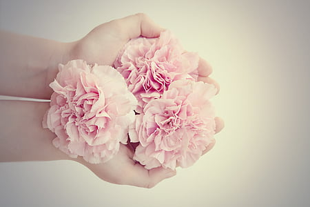 fiori, chiodi di garofano, rosa, fiori rosa, dall'alto, fiori recisi, mano