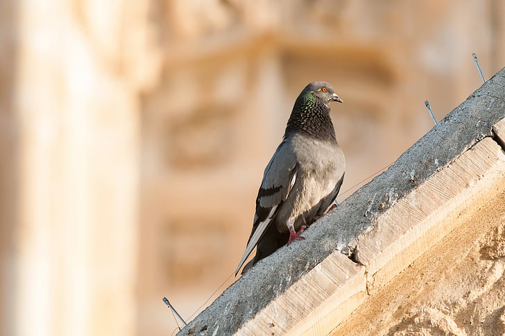 pigeon, dove, bird, building, architecture, animal, beak